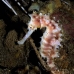 seahorse_thorny_fb_bb_si_v_0500_kom1216.jpg